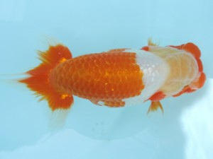 香川晃鱗会　東取締　天毛雄義　小豆島