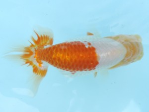 香川晃鱗会　西取締　大熊正人　倉敷市