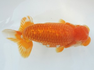 香川晃鱗会　東大関　中島健一郎　浅口市