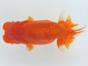 香川晃鱗会　西大関　田中　勉　高松市