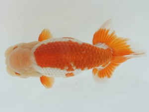 香川晃鱗会　立行司　大熊正人　倉敷市