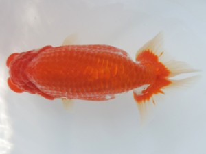 香川晃鱗会　東取締　中島健一郎　浅口市