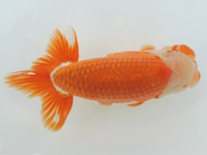 香川晃鱗会　西取締　田淵貴利　三豊市