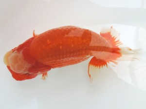 香川晃鱗会　西大関　南堀満良　小豆島