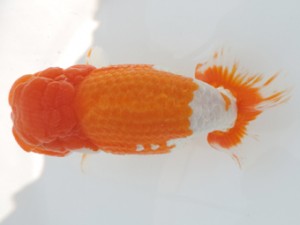 香川晃鱗会　立行司　三野貞行　丸亀市