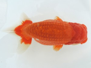 香川晃鱗会　東取締　細川隆憲　観音寺市