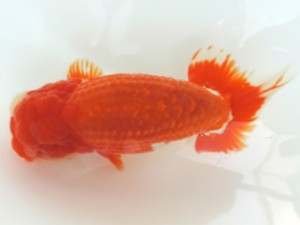 香川晃鱗会　西取締　南堀満良　小豆島