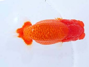 観魚会 勧進元一　黒澤義男　ひたちなか