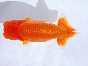 観魚会 勧進元二　柿沼佐吉　前橋