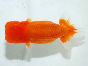 観魚会 行司一　矢ケ崎伸司　堀切