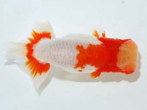 観魚会 行司二　津島洋介　愛媛県