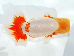 観魚会 脇行司二　荻谷冨士夫　水戸市