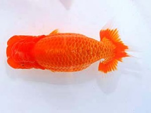 観魚会　西大関　河童　津島洋介　愛媛県