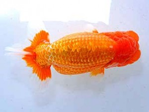 観魚会　立行司　瑞兆　高地成弥　荒川