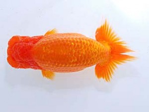 観魚会　取締一　河童天馬　津島洋介　愛媛県