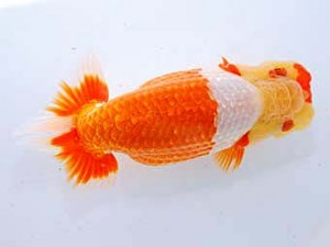 観魚会　取締二　桜吹雪　丸山克昌　埼玉県