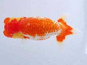 観魚会 東関脇　黒澤義男　ひたちなか