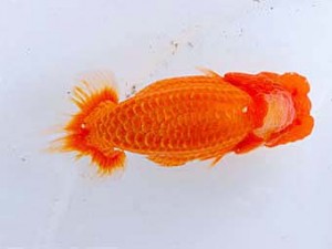 観魚会 西関脇　柿沼佐吉　前橋