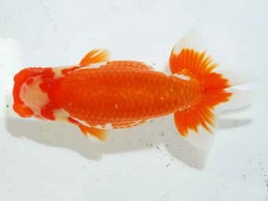 観魚会 東小結　安藤　寛　森町