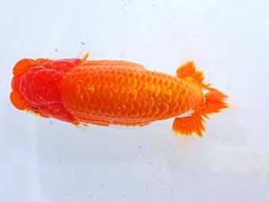 観魚会 西小結　荻谷達夫　水戸市