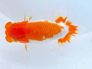 観魚会　東大関　カニ丸　村上暢彦　岡山