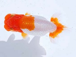 観魚会 勧進元一　安中　浩　松戸市