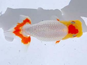 観魚会 勧進元二　小山徹志　山梨県