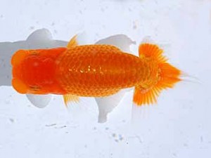 観魚会 行司一　白川成也　岡山