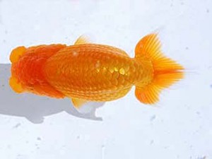 観魚会 行司二　川田正昭　埼玉県