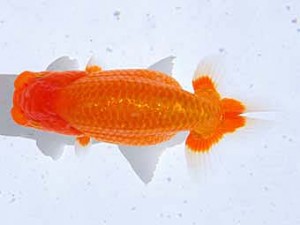 観魚会 行司三　伊宮利徳　市川市