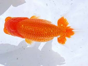 観魚会 脇行司二　木村太一　倉敷