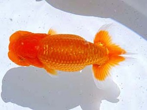 観魚会 脇行司一　矢ケ崎伸司　堀切