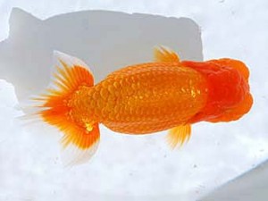 観魚会　西大関　矢月　矢ケ崎伸司　堀切