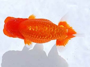 観魚会　取締一　倉敷錦　矢部茂樹　倉敷市