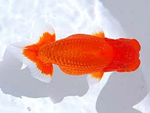 観魚会　取締二　梅吉　矢部茂樹　倉敷市