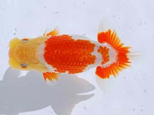 観魚会 東関脇　小山徹志　山梨県