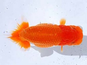 観魚会 西関脇　矢ケ崎伸司　堀切