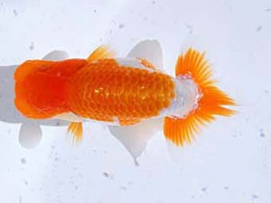 観魚会 東小結　白川成也　岡山