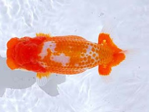 観魚会 西小結　林　和明　足立