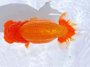 観魚会　東大関　虎心観　青木浩一　浅草