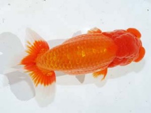 観魚会 勧進元二　木村太一　倉敷