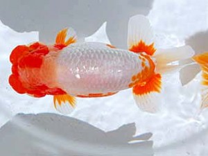 観魚会 行司一　柿沼佐吉　前橋