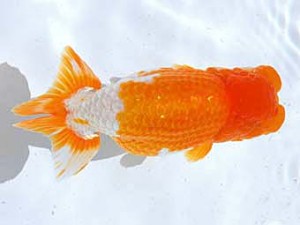 観魚会 行司二　高地辰夫　荒川