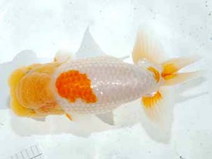 観魚会 脇行司一　大渕　功　木更津