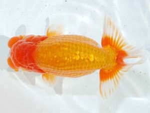 観魚会 脇行司二　田口吉晴　足立