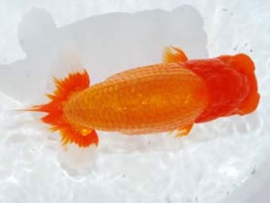 観魚会　西大関　和　高橋節夫　八広