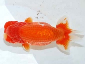 観魚会　立行司　越乃刀神　齋藤一成　豊島