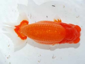 観魚会　取締二　桜島　梅田博成　鹿児島