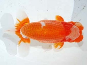 観魚会 東関脇　仁　鈴木和男　浜松