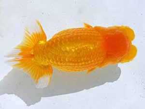 観魚会 西関脇　月光　高地成弥　荒川